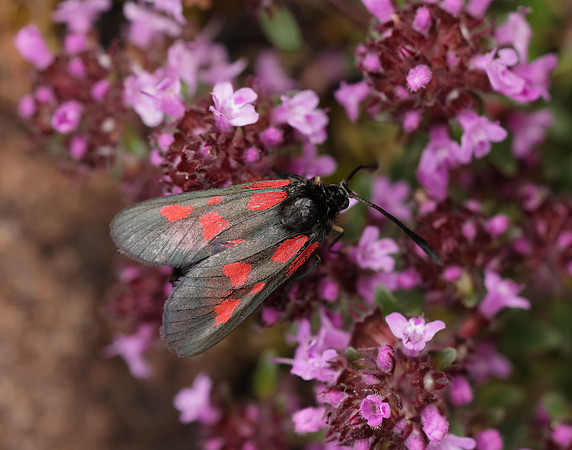 54.007 BF168 New Forest Burnet Zygaena viciae