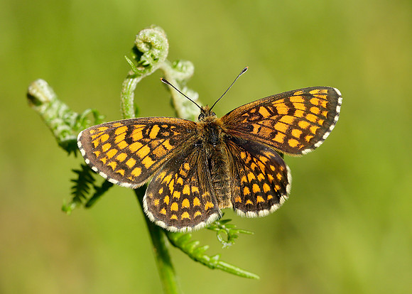 Heath Fritillary Melitaea athalia