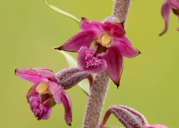 Dark Red Helleborine Epipactis atrorubens