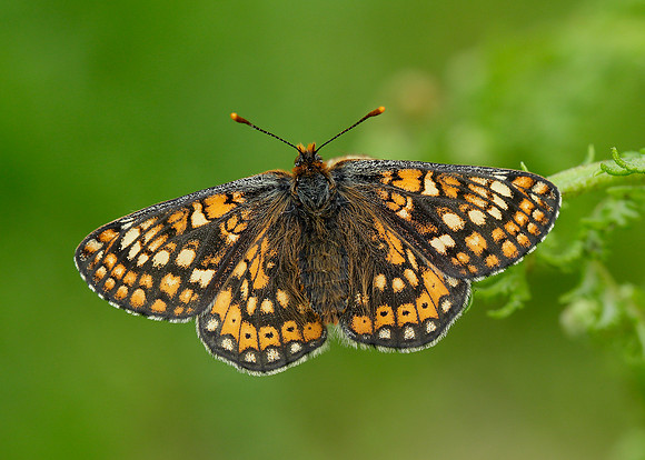 Marsh Fritillary Euphydryas aurinia