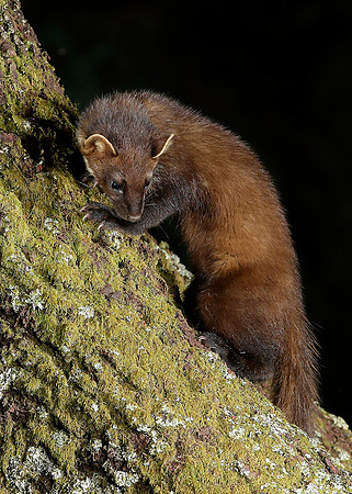 Pine Marten Martes martes