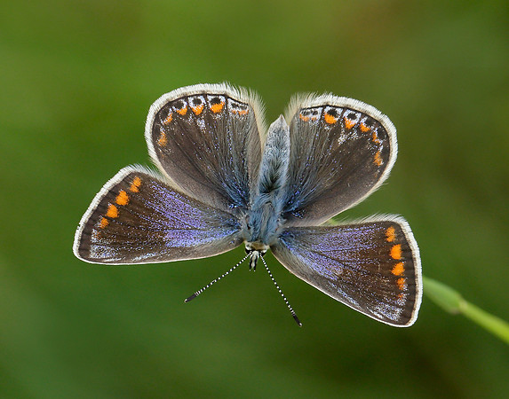 Common Blue Polyommatus icarus