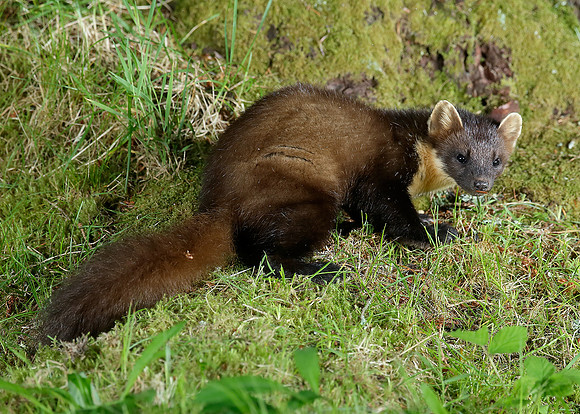 Pine Marten Martes martes