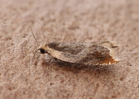 49.214 BF1126 Ancylis badiana