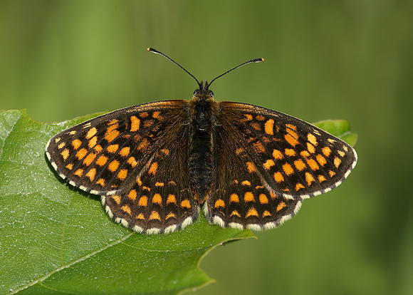 Heath Fritillary Melitaea athalia