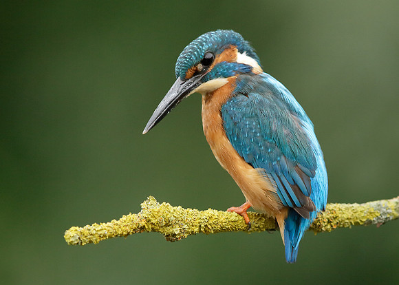 Kingfisher Alcedo atthis
