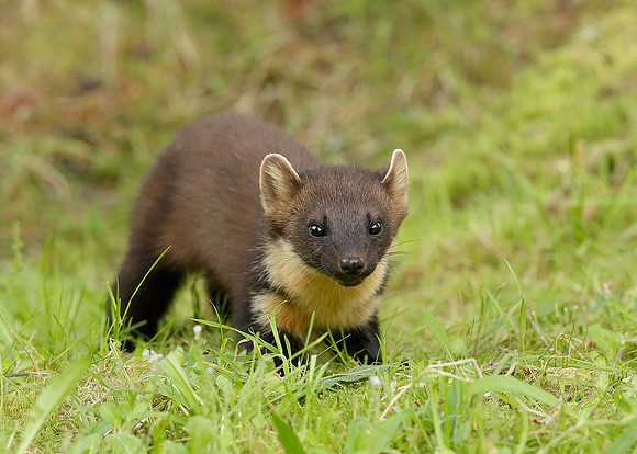 Pine Marten Martes martes
