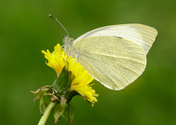 Large White Pieris brassicae