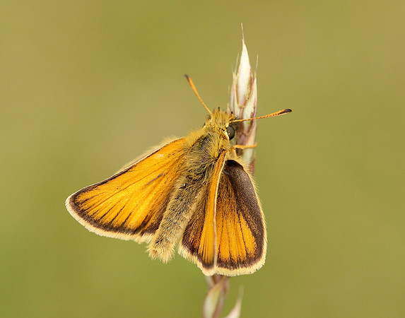 Essex Skipper Thymelicus lineola