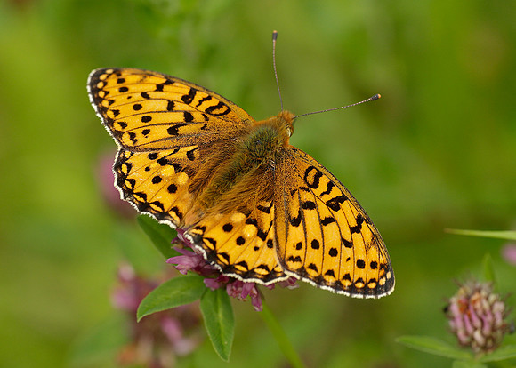 Dark Green Fritillary Argynnis aglaja