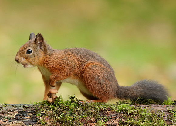 Red Squirrel Sciurus vulgaris