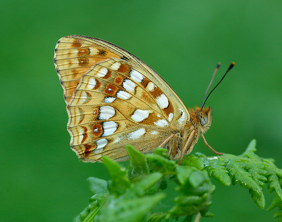 High Brown Fritillary Argynnis adippe
