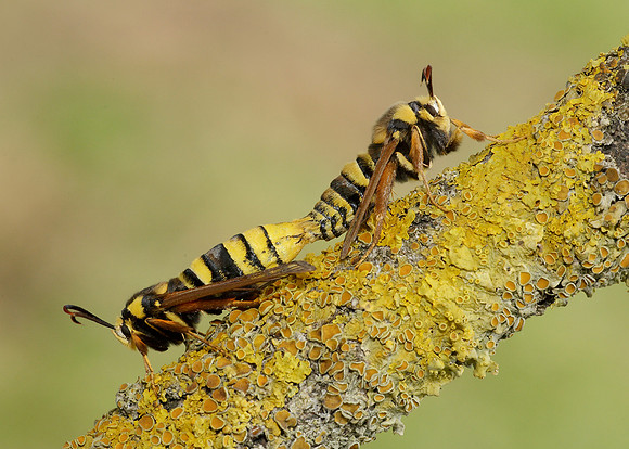 52.002 BF0370 Hornet Moth Sesia apiformis