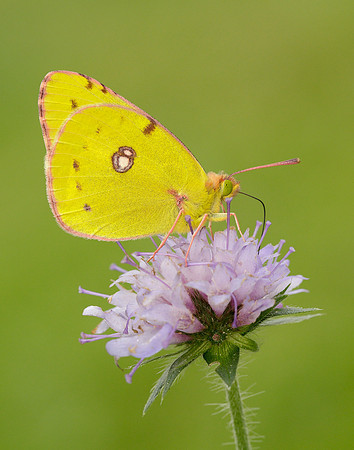 Clouded Yellow Colias croceus