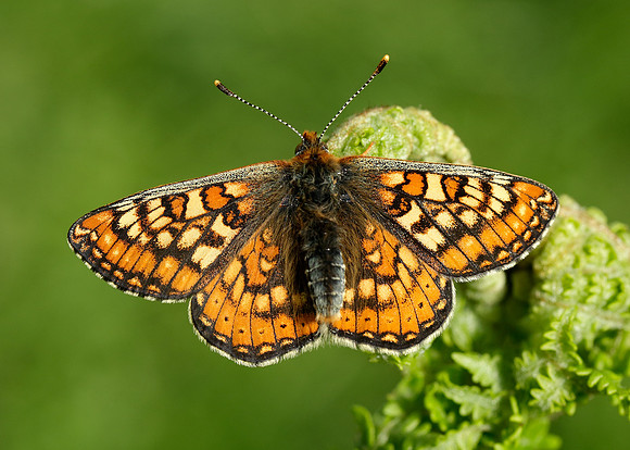 Marsh Fritillary Euphydryas aurinia