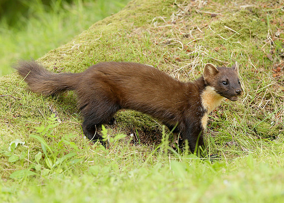 Pine Marten Martes martes