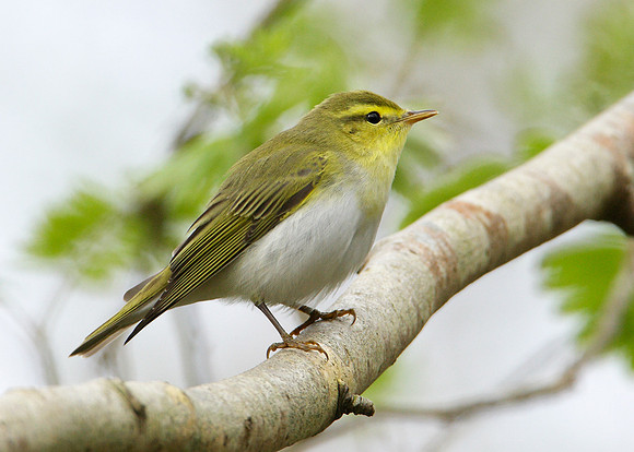 Wood Warbler Phylloscopus sibilatrix