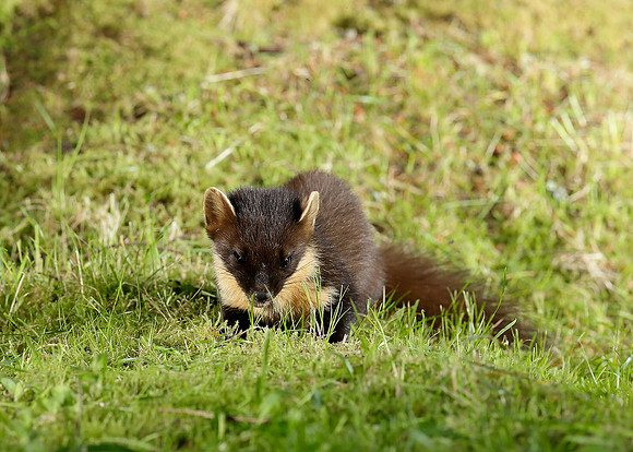 Pine Marten Martes martes