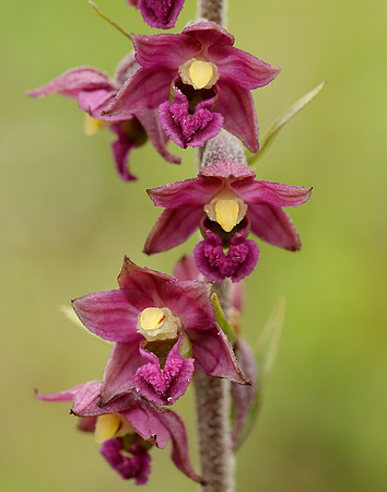 Dark Red Helleborine Epipactis atrorubens