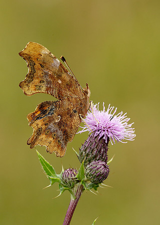 Comma Polygonia c-album