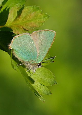 Green Hairstreak Callophrys rubi