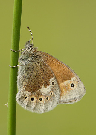 Large Heath Coenonympha tullia polydama