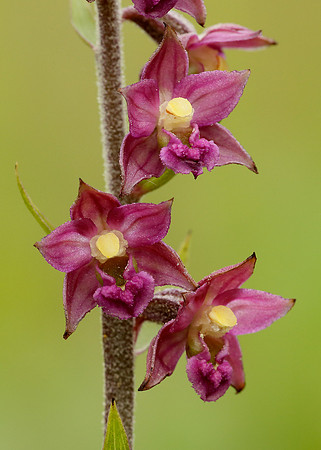 Dark Red Helleborine Epipactis atrorubens