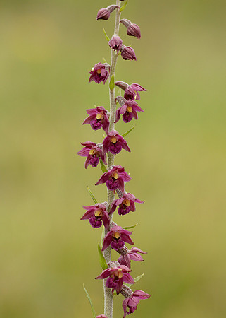Dark Red Helleborine Epipactis atrorubens