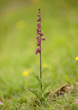 Dark Red Helleborine Epipactis atrorubens
