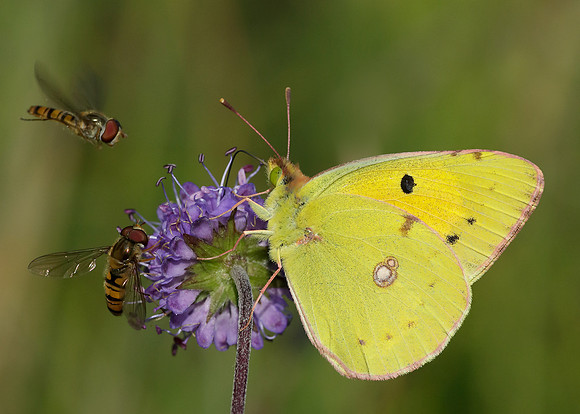 Clouded Yellow Colias croceus