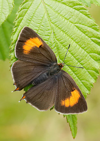 Brown Hairstreak Thecla betulae