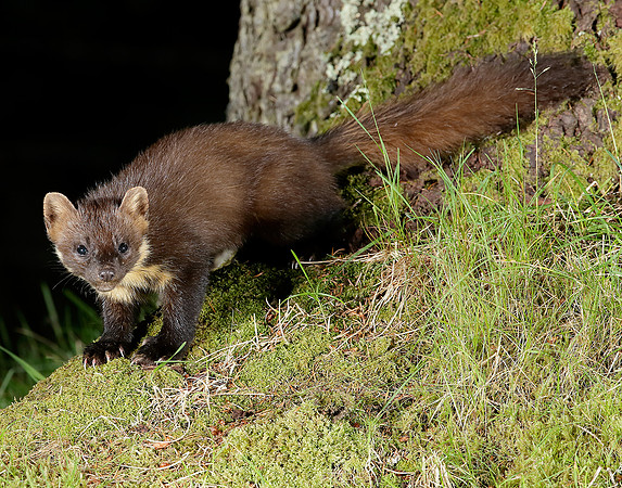 Pine Marten Martes martes