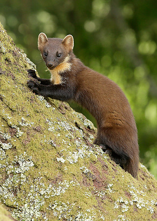 Pine Marten Martes martes