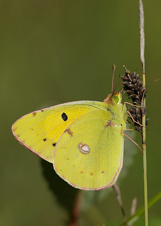 Clouded Yellow Colias croceus