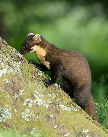 Pine Marten Martes martes