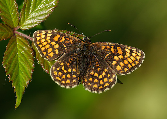 Heath Fritillary Melitaea athalia