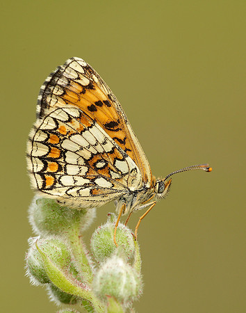 Heath Fritillary Melitaea athalia