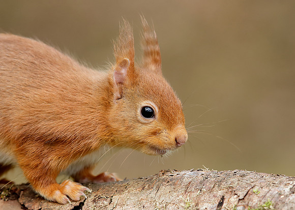 Red Squirrel Sciurus vulgaris