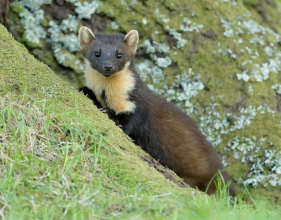 Pine Marten Martes martes