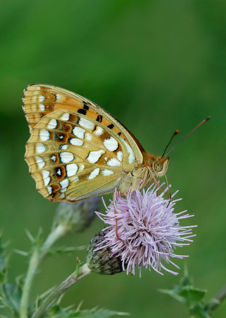 High Brown Fritillary Argynnis adippe