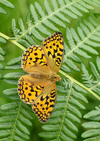 High Brown Fritillary Argynnis adippe