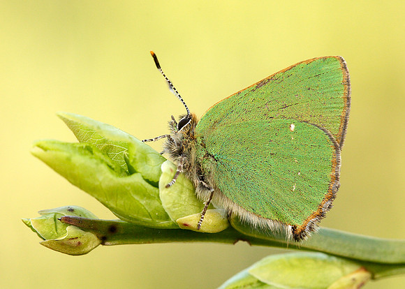 Green Hairstreak Callophrys rubi