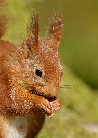 Red Squirrel Sciurus vulgaris