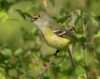 White-eyed Vireo Vireo griseus