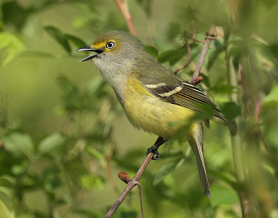 White-eyed Vireo Vireo griseus