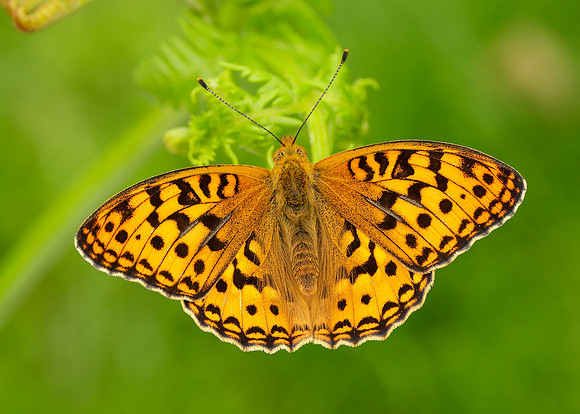 High Brown Fritillary Argynnis adippe