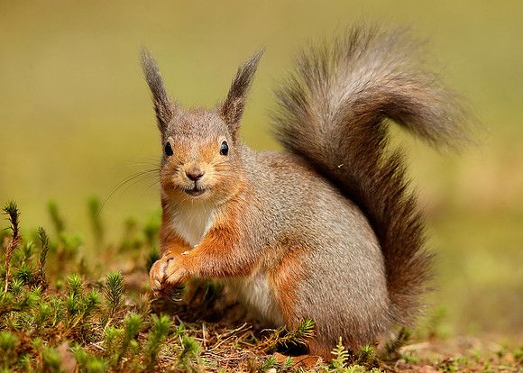 Red Squirrel Sciurus vulgaris