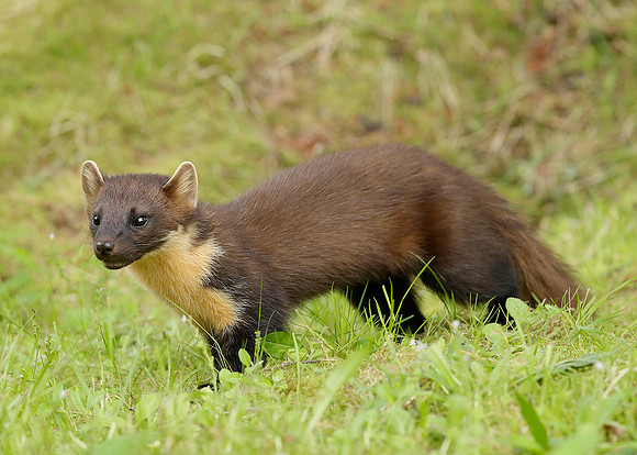 Pine Marten Martes martes