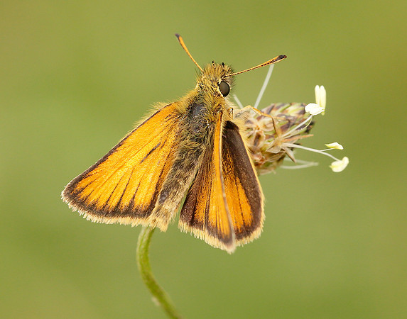 Essex Skipper Thymelicus lineola