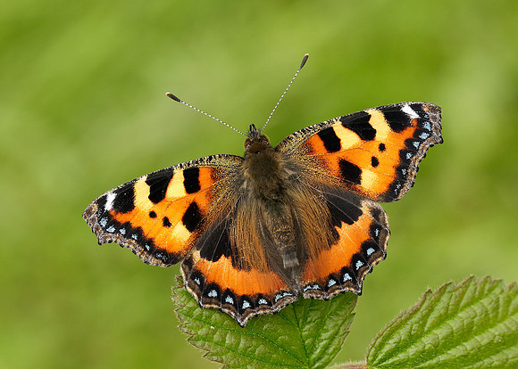 Small Tortoiseshell Aglais urticae